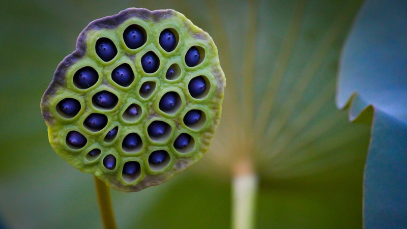 人为什么会产生密集恐惧症?