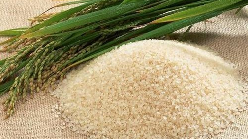 米放久了就会生虫,那么问题来了,这些虫子都是哪里来的呢?