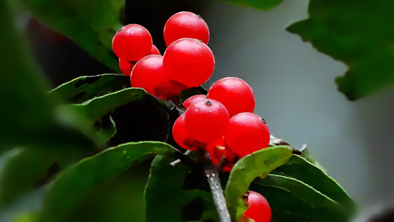 相思红豆究竟是什么?