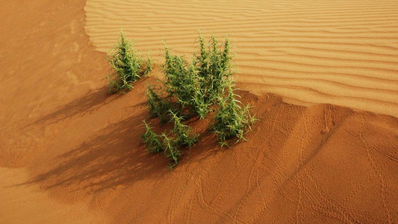 沙米是啥米?能吃吗?好吃吗?怎么吃?