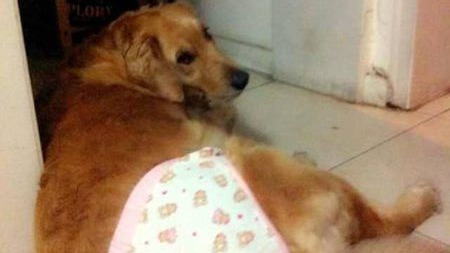 狗来大姨妈吗?狗来大姨妈怎么办?