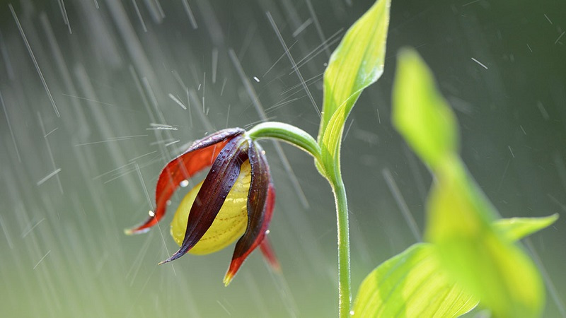 雨滴声为什么会这么响?