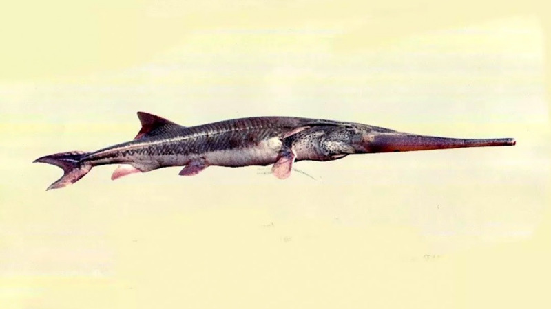 活了1亿年,熬过6500万年前的大灭绝,长江白鲟为何会灭绝?