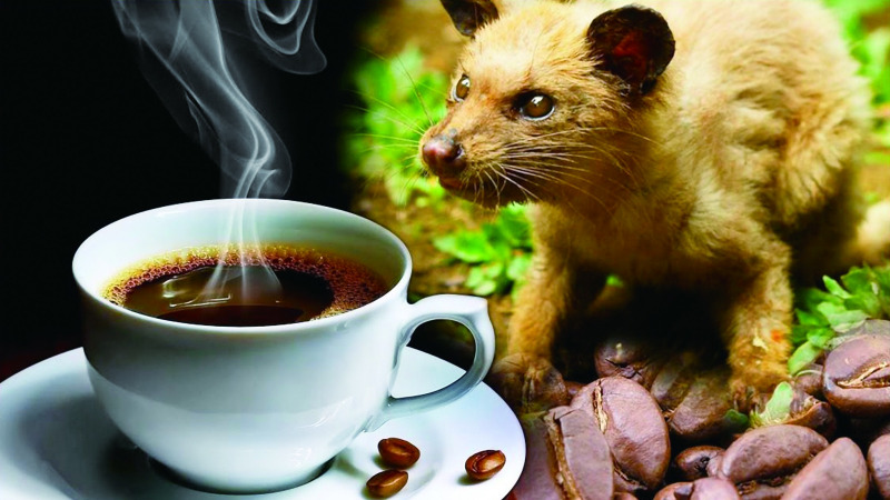 为什么有些动物爱吃便便?