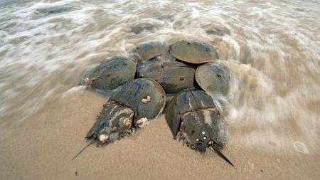 为拯救人类,存在了4.5亿年的蓝血生物如今濒危