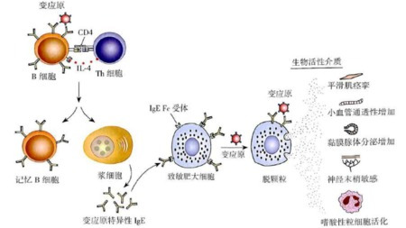 世上真的有抗过敏食物吗?