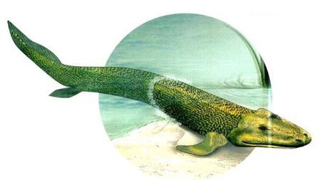 寻找人体内的“鱼祖先 ”