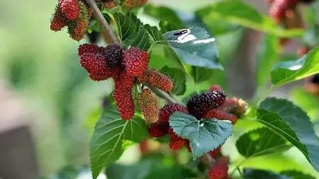 植物被骂30天会枯死?还有视频有真相?