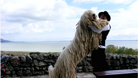 在这个本命年,工作着的狗狗们最可爱