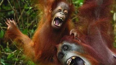 为什么我们喜欢在蚊子叮的包上掐十字?不只是为了好玩