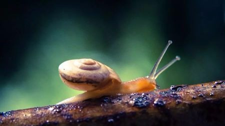 生孩子不需要“男人”!它们都可以做到!