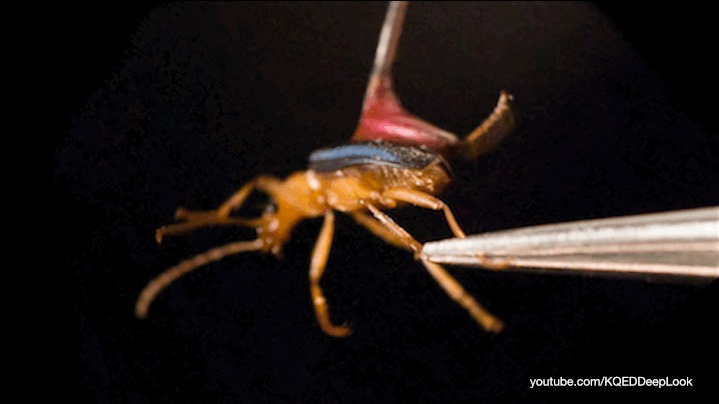 臭屁温度高达100℃,放屁虫为什么不会被自己的屁烫伤?