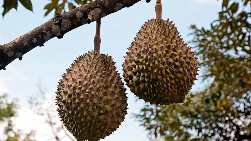 世界上最危险的21种食物都有哪些?