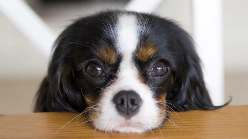 关于狂犬病的九个常见问题,你都知道答案吗?