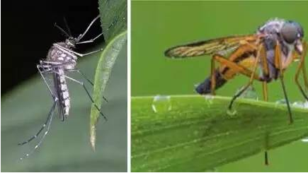 夏季:蚊子吸血也“挑食”吗?