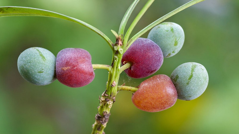 罗汉松的种子真能帮你“返老还童”?