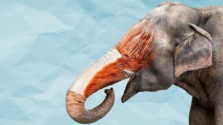 大象灭绝后我们还能够从化石知道它们长了长长的鼻子吗?
