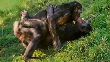 动物的交配都是为了繁殖吗?交朋友避冲突也要靠它