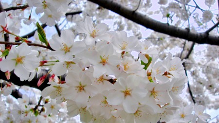 樱花前线:赏花这件严肃又浪漫的事