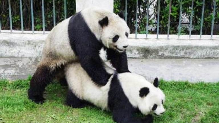 为什么动物也喜欢围观香艳场景?