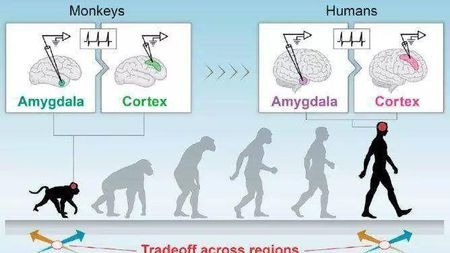 人与猴的大脑差异首次曝光,人脑竟会为了效率牺牲稳定性!