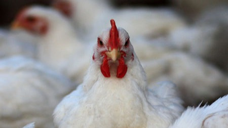 “速生鸡”到底是什么?可以安全食用吗?