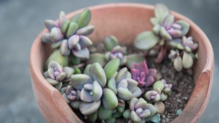 把多肉植物做成菜是怎样一种体验?