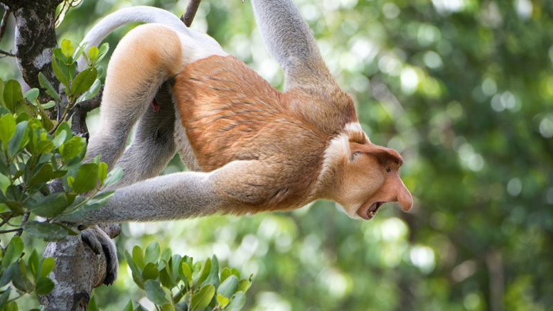 猴年说猴:那些献身太空探索的猴子们