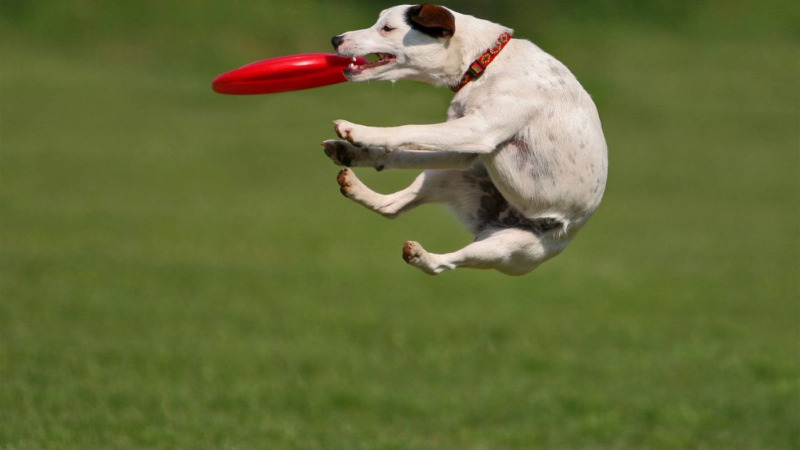 馅饼师发明的运动器械,你家汪星人也经常玩哦!