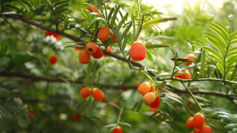 治病救人与保护动植物,如何在二者之间达成平衡?