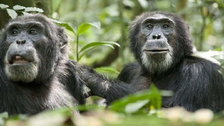 正义终将战胜邪恶!黑猩猩也希望看到正义得到伸张