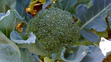 西兰花能抗癌、洋葱能抗癌、红薯能抗癌,到底谁是抗癌第一菜?