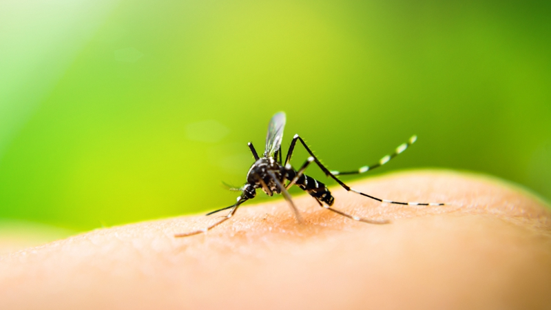 夏天快来了,如何防蚊最有效?