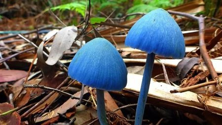 云南的菌子,哪些吃完能看见小人儿?