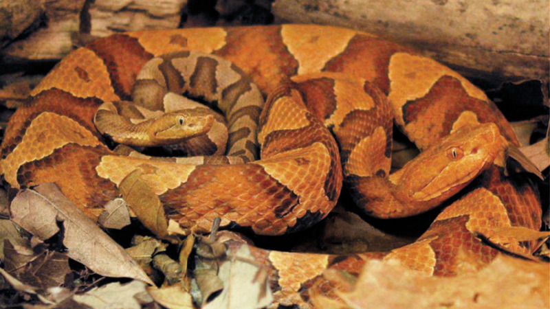 这些动物生孩子不需要爹的!