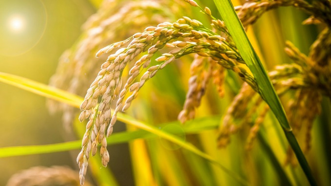 历史上中国为何选择农业立国?