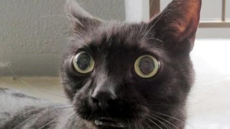 当世界放慢了100倍,会是什么样子?