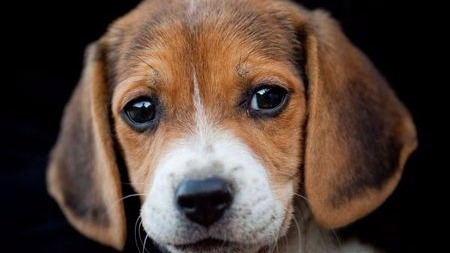 想和你家汪星人一起聊天打屁玩闹?你得先学读心术学会这六招!