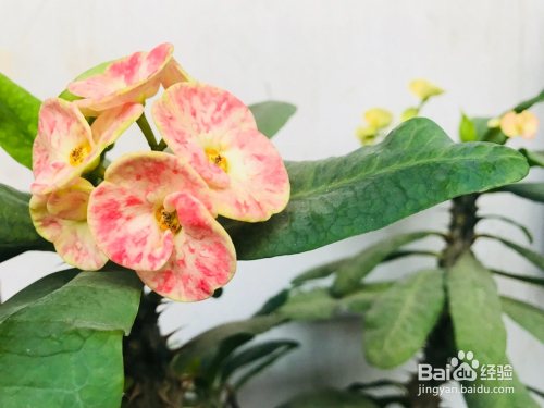 怎样拍摄家中的刺梅