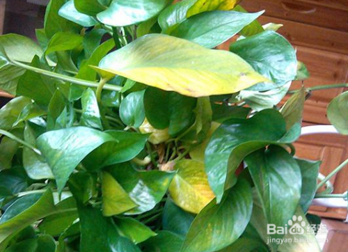 冬天扦插的绿萝怎么都黄叶了