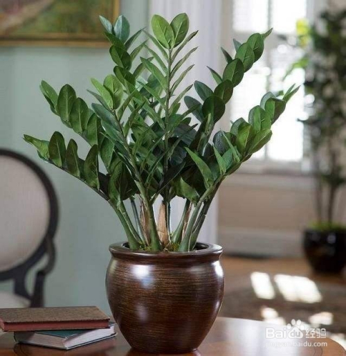 金钱树浇水技巧有什么