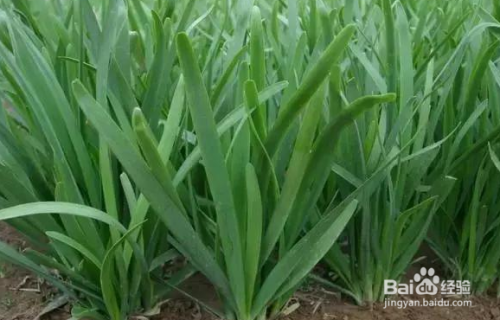 农村种植韭菜,怎样给韭菜增肥