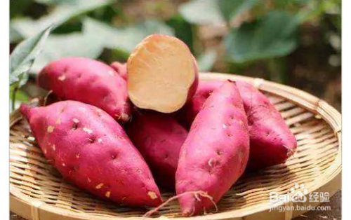 种地瓜怎么样才可以高产