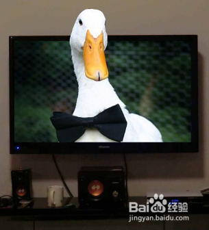 用PS如何将动物身体部位伸出电视机