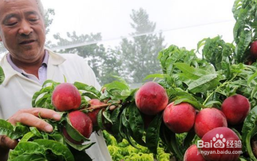 桃子快到采收了,雨水多对桃子有影响么