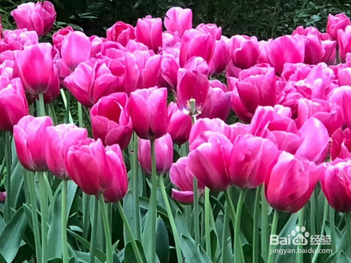 观看郁金香花园如何拍照