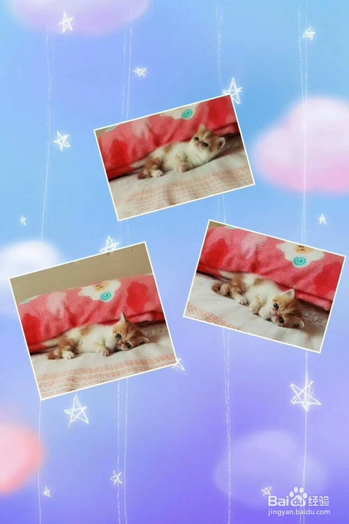 顽皮动物怎么拍摄出来