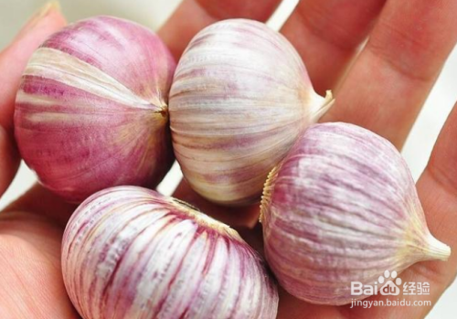 种植大蒜怎样防止会有独头蒜