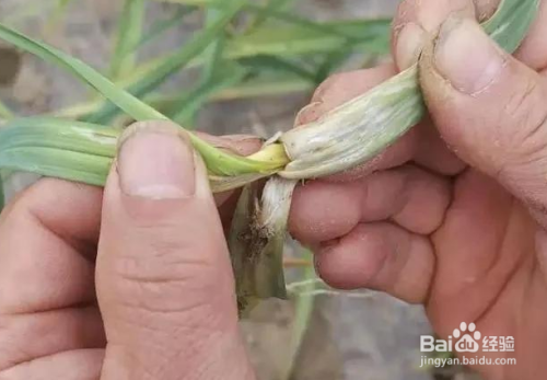 暖冬天气会对地里的大蒜有影响吗