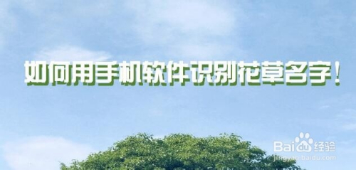 如何用手机软件识别不认识的花草名字